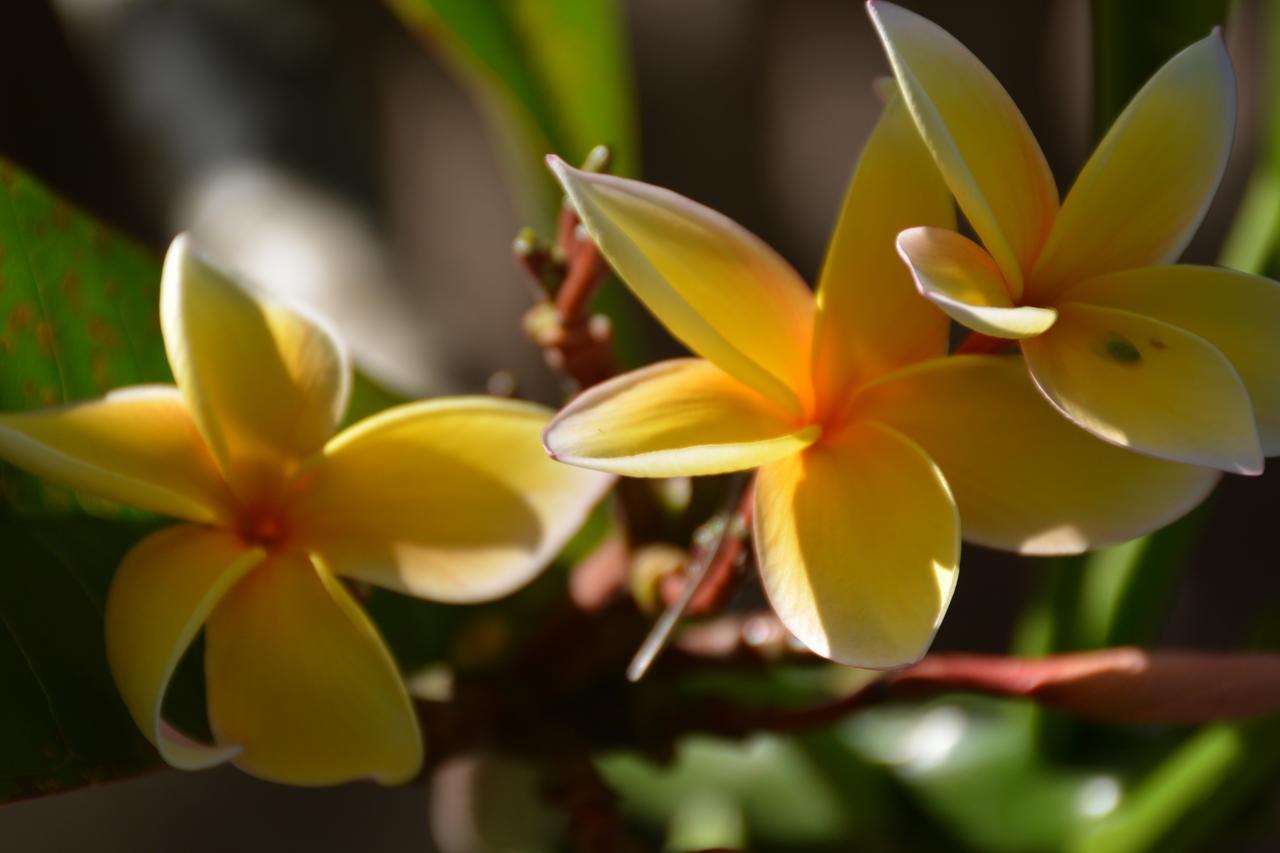 Te Ora Hau Ecolodge Afareaitu Eksteriør billede